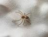 Oxyopes sp.